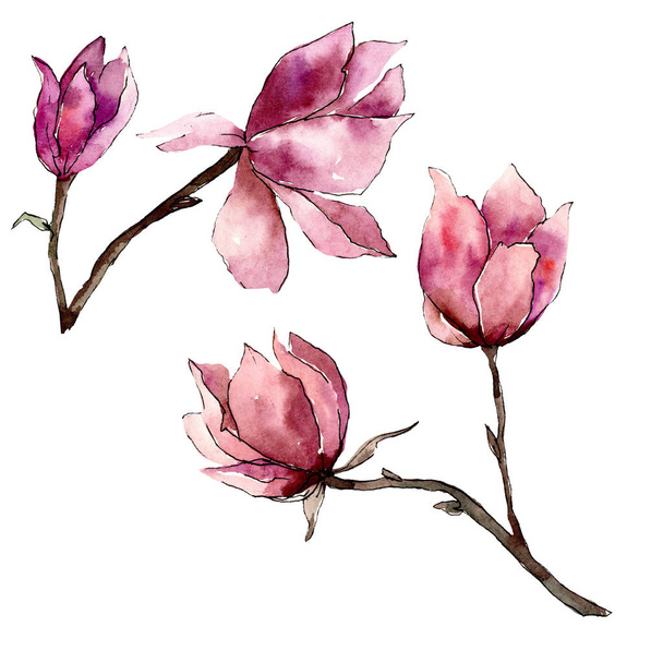 Roze Magnolia bloemen botanische bloemen. Aquarel achtergrond illustratie instellen. Geïsoleerde Magnolia illustratie element. - Foto, afbeelding