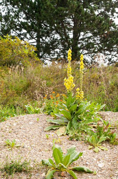 gemeenschappelijke toorts en goudsbloemen die op grind groeien - Foto, afbeelding