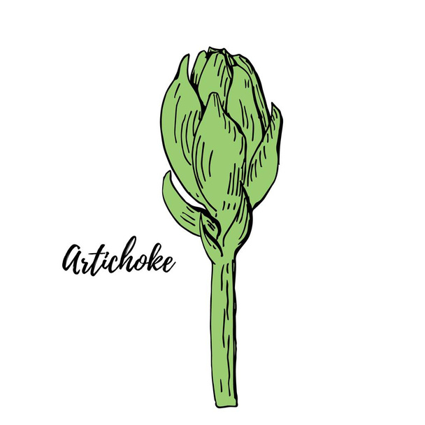 Green artichoke hand drawn vector illustration isolated on white. Fresh vegetable objects. Detailed vegetarian food drawing. Farm market product for menu, label, icon - Vector, Image