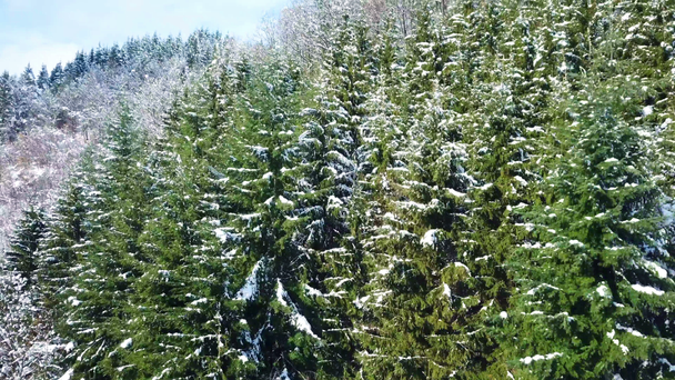 Překrásné zelené stromy jsou pokryté sněhem. Je zimní čas. - Záběry, video