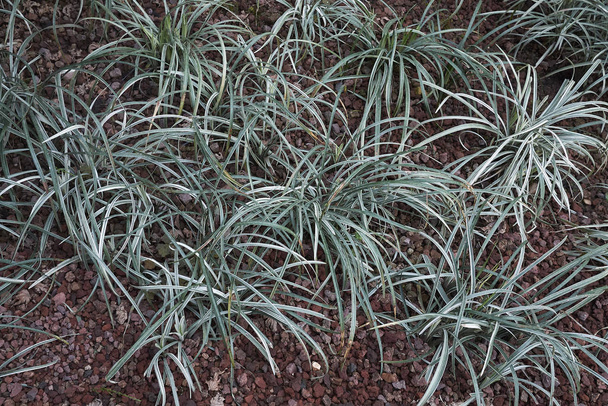 Carex everest en un jardín
 - Foto, Imagen