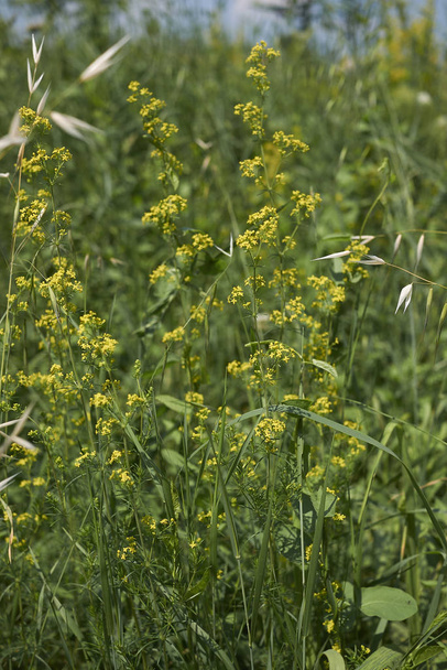 Galium verum plant with yellow inflorescence - Photo, Image