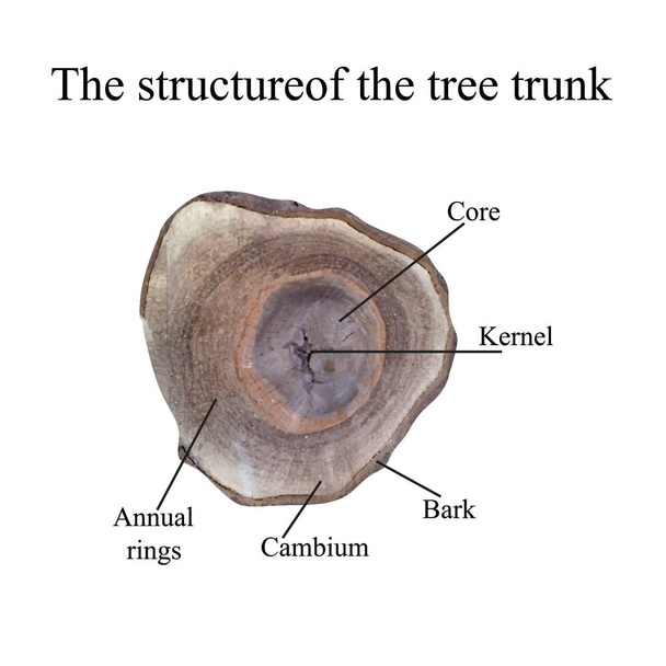 The structure of the tree trunk. Vector illustration - Vector, Image