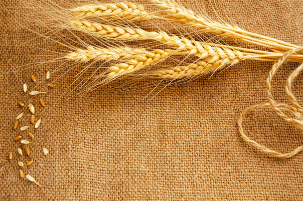 Background for an inscription from spikelets of wheat and burlap. - Φωτογραφία, εικόνα