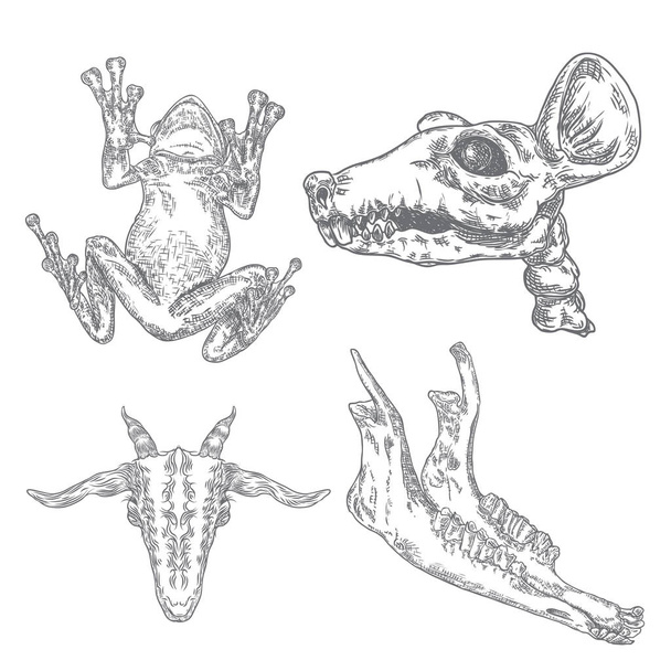 Set of reptile frog, toad, rat skull, goat or sheep jaw bone, goat head. Stylized drawing of decorative drawn witchcraft, voodoo magic attribute. Illustration for Halloween. Vector - Vector, imagen