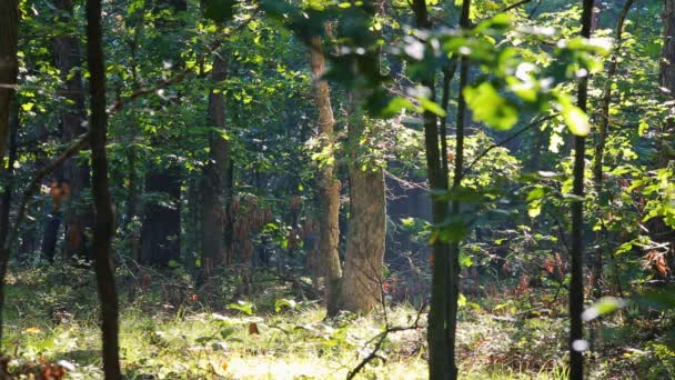 Landschaft Morgennebel schöner Wald - Filmmaterial, Video