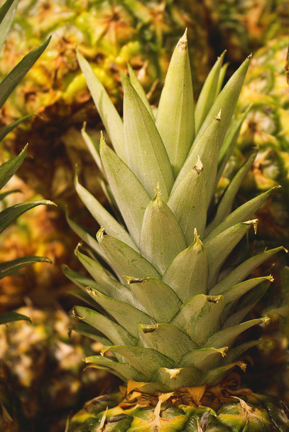 Żółte i zielone teksturowane rośliny ananasowe tło - Zdjęcie, obraz
