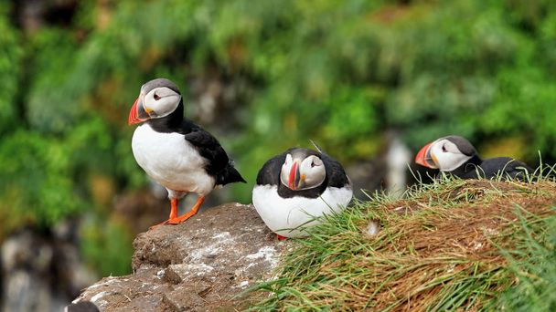 Atlantic puffin on a rock - Photo, Image