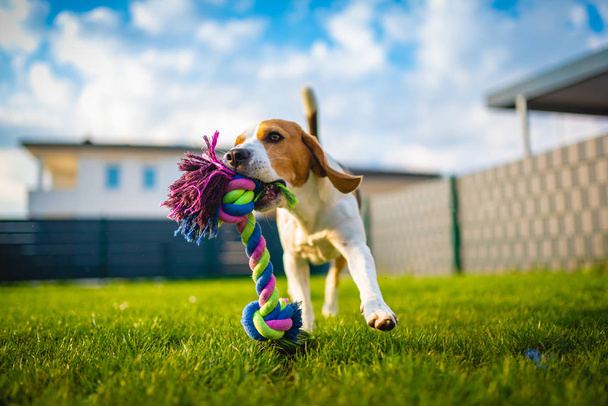 Beagle dog fun in garden outdoors run and jump with rope towards camera - Foto, Bild