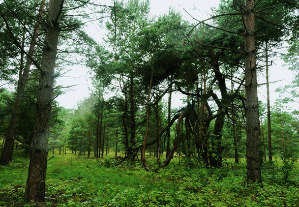 Les bois verts marchent dans la forêt de pins brumeux
 - Photo, image