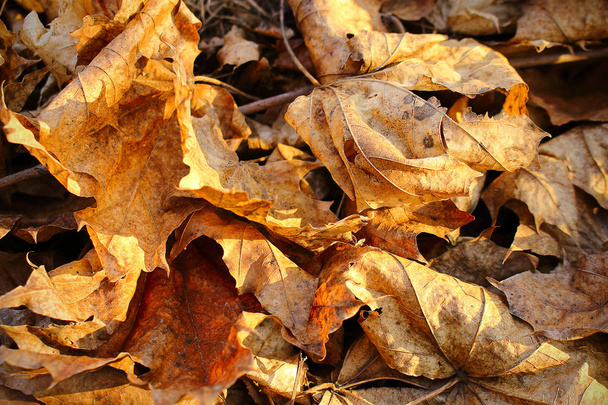 Τα πεσμένα φύλλα του καφέ και του κίτρινου φθινοπώρου στο έδαφος - Φωτογραφία, εικόνα