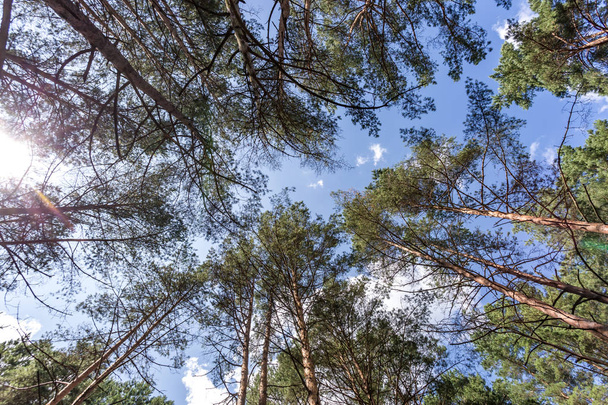 Wide angle shot of trees growing in the sky. tall pine forest - Foto, imagen