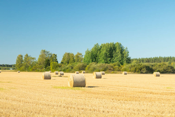 Rolls of hay bales in a field at farm. - Photo, Image