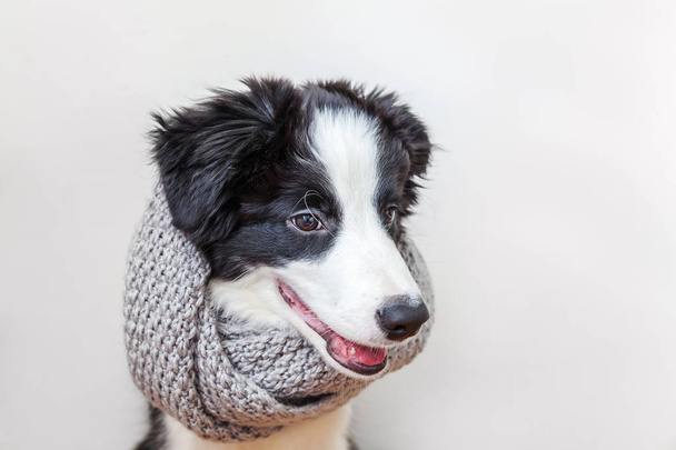 Divertente studio ritratto di carino smilling cucciolo cane confine collie indossa vestiti caldi sciarpa intorno al collo isolato su sfondo bianco
 - Foto, immagini