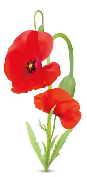 3D realistic red poppies flowers. Beautiful beackground. Red poppies close up. Nature. Summer flower. Vector illustration. - Vector, Image