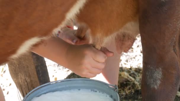 Maitopoika lypsää lehmän käsin. Naiskädet puristavat lehmän utareita laitumella. Tuore maito, jossa on vaahtoa, virtaa rautaämpäriin. Lypsäminen pihalla
 - Materiaali, video