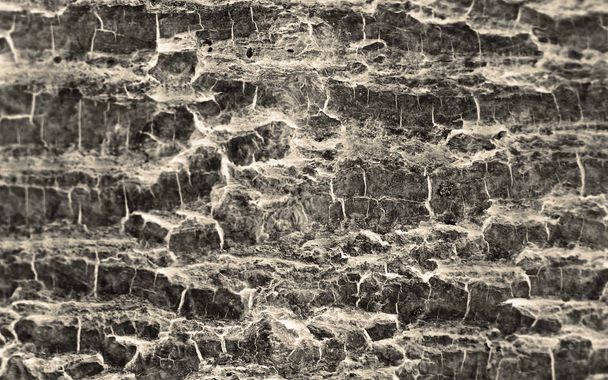 Abstract tree bark textured sepia filter background - Photo, Image