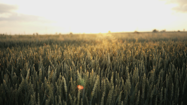 Lanzamiento constante de la puesta del sol sobre el campo lleno de trigo y pequeños insectos volando
 - Imágenes, Vídeo