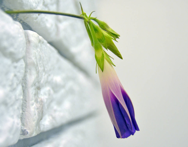 Flor azul de la mañana-gloria (ipomoea) sobre el fondo de hojas verdes
 - Foto, imagen