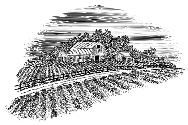 Ilustración en madera de un camino rural que pasa por un granero y campos
. - Vector, Imagen