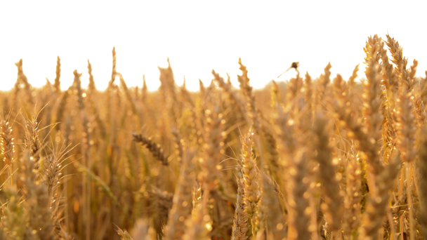 cereal field with ripe wheat spikelets - Footage, Video