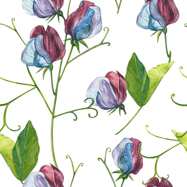 Seamless patterns. Watercolor set of Sweet Peas flowers and leaves, hand drawn floral illustration isolated on a white background. Collection garden and wild herb, flowers, branches. Botanical art. - Foto, Imagem