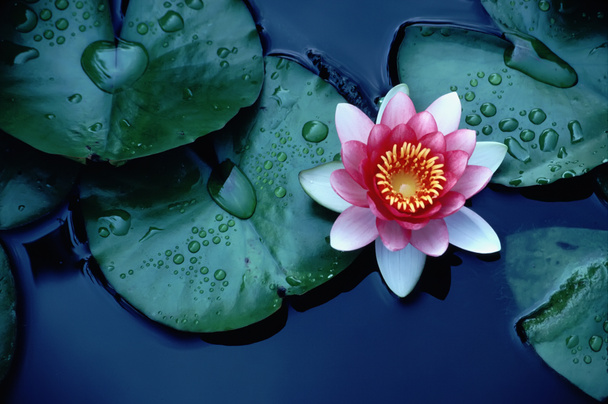 Brightly Colored Water Lily or Lotus Flower Floating on Deep Blue Water Pond - Photo, Image