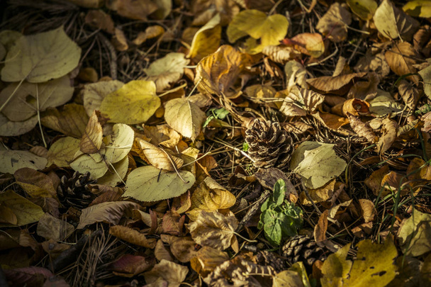 森のフロウのカラフルな紅葉と松ぼっくり - 写真・画像
