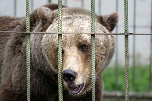 Brown bear in cage - Fotoğraf, Görsel