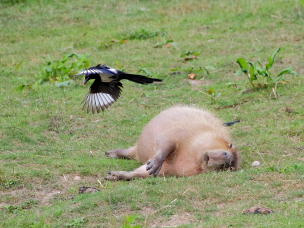Kapybara y detalle de urraca voladora
 - Foto, imagen