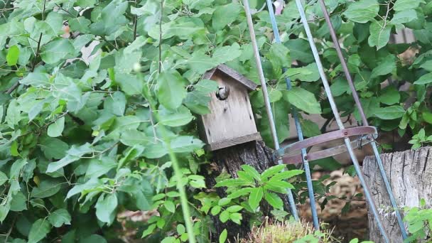 One baby wren leaves birdhouse while parent brings food to another - Footage, Video