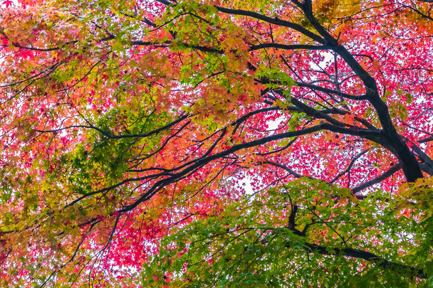 Beautiful red and green maple leaf on tree - Foto, imagen