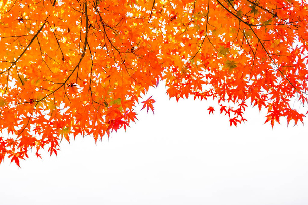 Ağacın güzel kırmızı ve yeşil akçaağaç yaprağı - Fotoğraf, Görsel