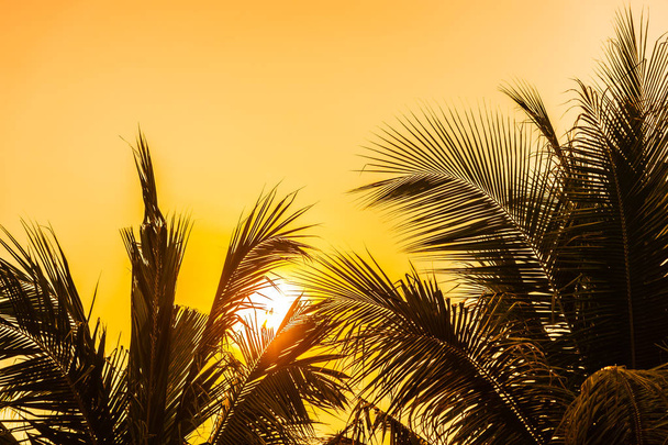 Belle nature extérieure avec feuille de noix de coco avec lever ou coucher de soleil
 - Photo, image