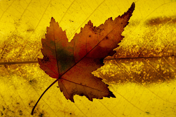 Κοντινό πλαίσιο από πολύχρωμα φύλλα σφενδάμου σε φύλλο φόντο - Φωτογραφία, εικόνα