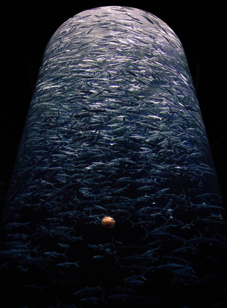 Suuri akvaario Ocean Parkissa, Hong Kongissa
 - Valokuva, kuva