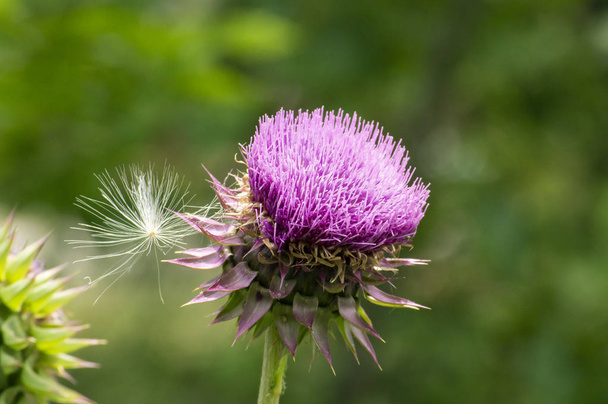Texas Purple Thistle flower with Dandelion seed - Photo, Image