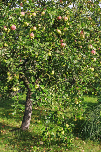 mooie appelboom in de tuin - Foto, afbeelding