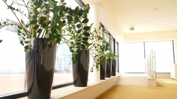 Planten in potten in het hotel of in de kantoor zaal. Rij van lange snelle potten met bloemen. Stabiel schot. 4 k video - Video