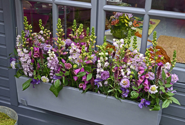 Ikkuna laatikko istutettu valikoima värikkäitä kukkia
  - Valokuva, kuva