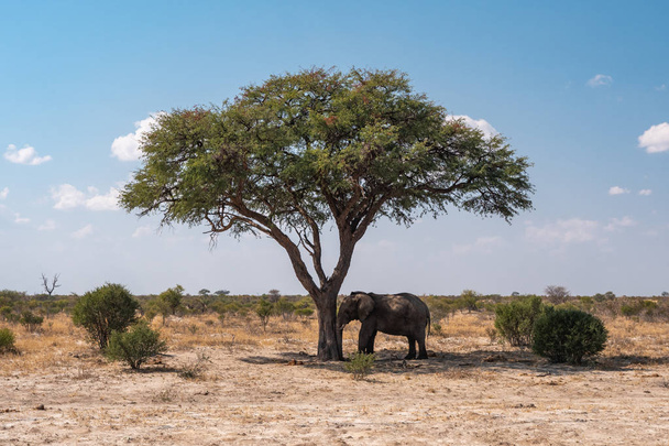 Slon spící proti stromu - Fotografie, Obrázek