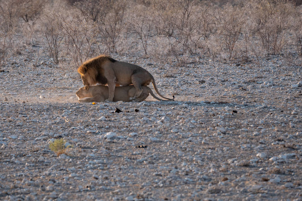 Lion and Lioness Mating, Etosha National Park - Photo, Image