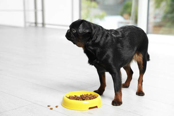 Adorable black Petit Brabancon dog with feeding bowl on wooden floor - Photo, Image