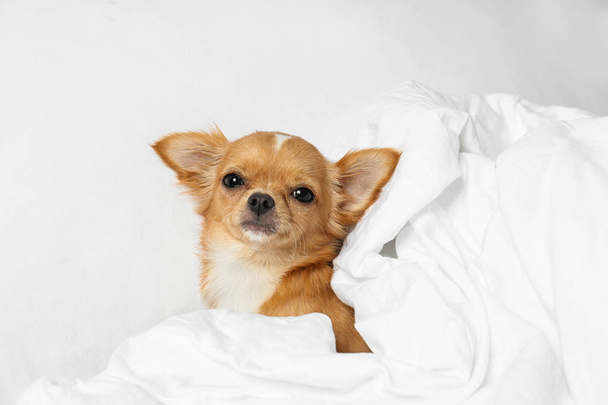 Cute small Chihuahua dog lying in bed - Фото, изображение