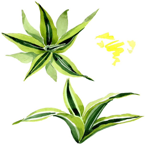 Dracena green leaves. Leaf plant floral foliage. Watercolor background set. Isolated dracena illustration element. - Photo, Image