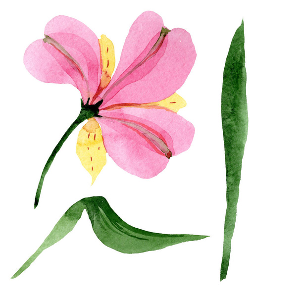 Pink alstroemeria floral botanical flowers. Watercolor background set. Isolated alstroemeria illustration element. - Photo, image