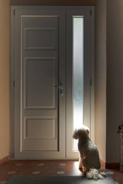 Petit chien blanc assis à attendre à une porte
 - Photo, image