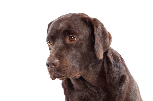 ラブラドールレトリバー子犬のクローズアップヘッドショット - 写真・画像