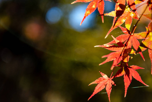 close-up colorful fall foliage in sunny day. beautiful autumn landscape background - Φωτογραφία, εικόνα