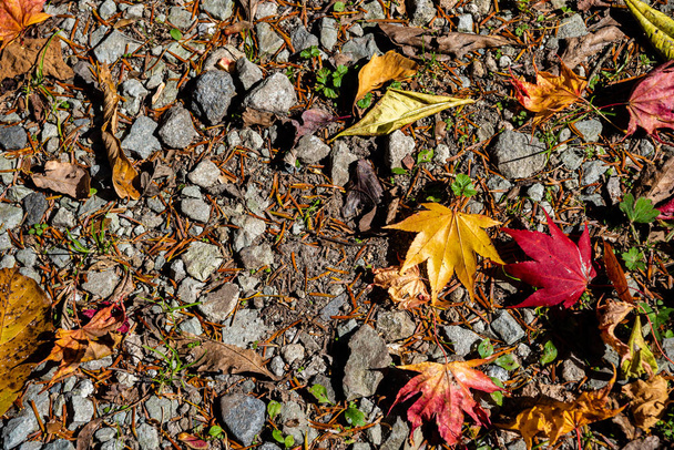 地面に色とりどりの様々な秋の落ち葉。土地の乾燥した葉カバー表面。クローズアップ、上から見たトップビュー、多彩な美しい季節のコンセプトの背景 - 写真・画像
